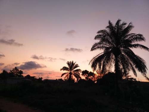 sunset, trees, dawn, sun, palms, evening, tropical, dusk, sky, landscape, idyllic, fair weather, nature, flora, environment