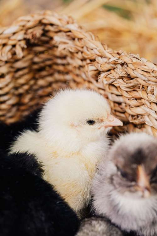 Cute baby chickens