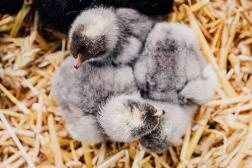 Cute baby chickens