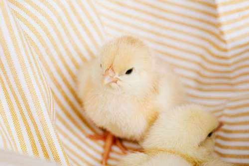 Cute baby chickens