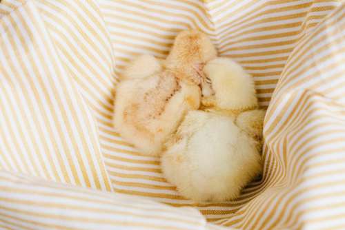 Cute baby chickens