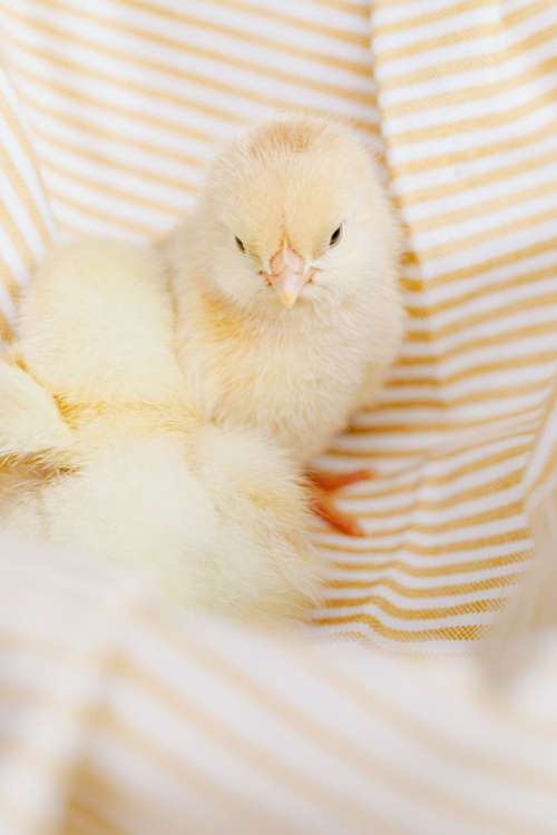 Cute baby chickens