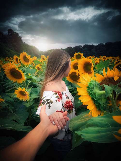Woman in a Sunflower Field