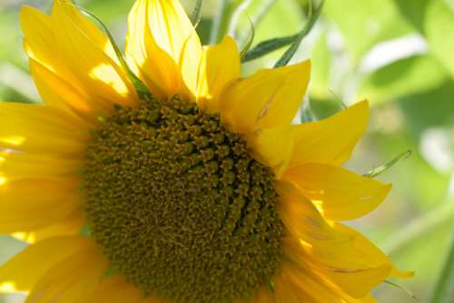 Sunflower Close up Free Photo
