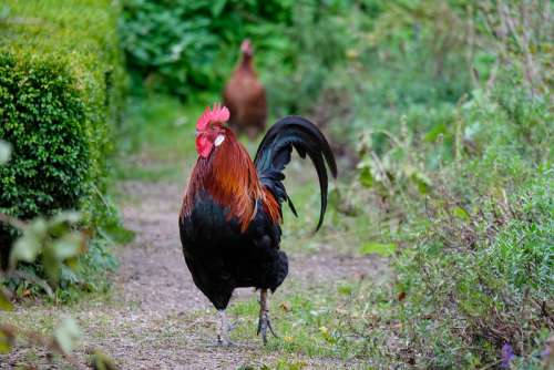 Free Black Rooster With a Red Crown