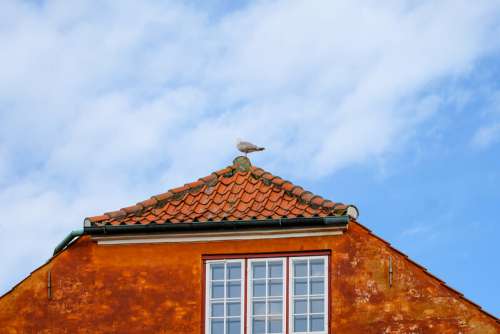 Pidgeon on the Roof of an Orange Building