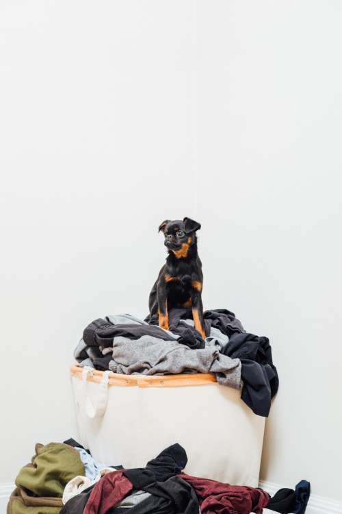 A Brussels Griffon Protects Laundry Photo