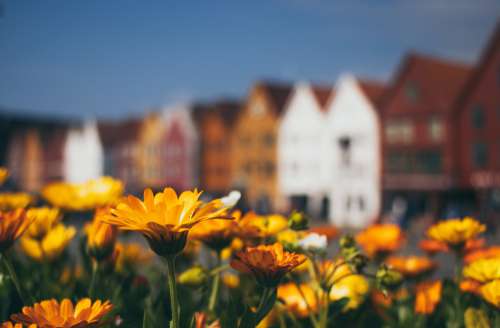 A Field Of Flowers In Front Of Buildings Photo