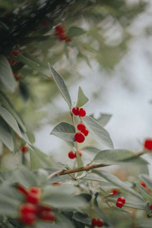 A Silver Buffaloberry Branch Photo