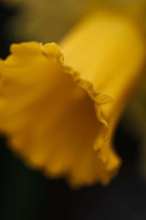 Macro Image Of Yellow Flower Photo