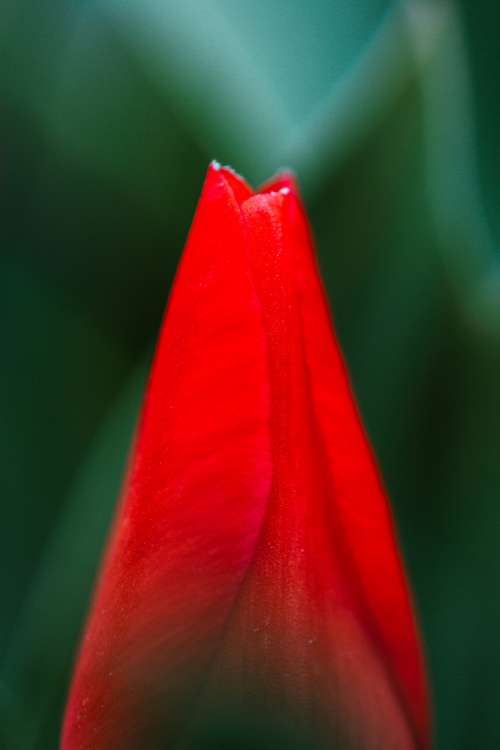 Close Up Of Red Flower On Green Photo