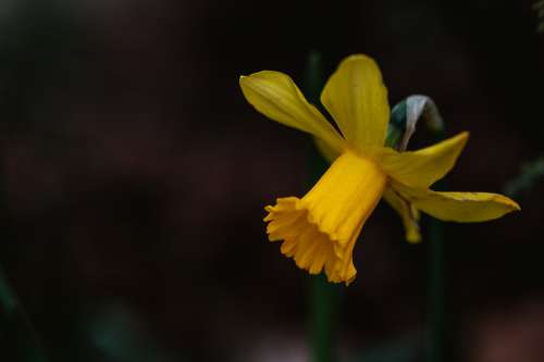 Bright Yellow Daffodil Flower Photo