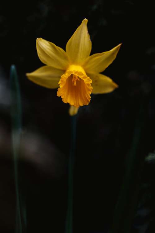 Daffodil Portrait Close Up Photo