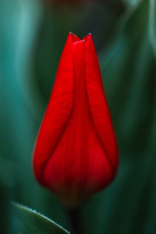 An Illuminated Red Flower Photo