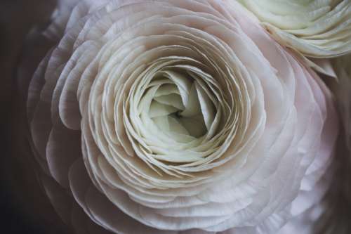 Close Detailed View Of White Petals Photo
