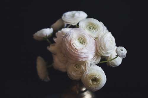 Bouquet Of White Blossomed Flowers Photo