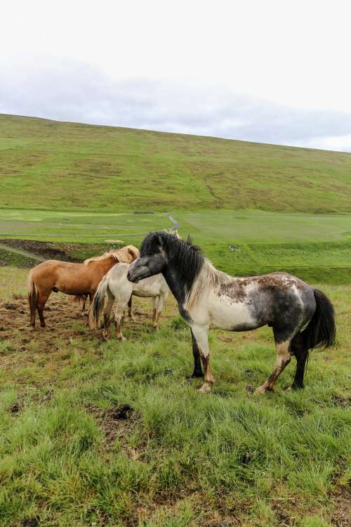 Horses Stand Together On Green Plains Photo