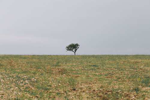 Lonely Tree In A Large Field Photo