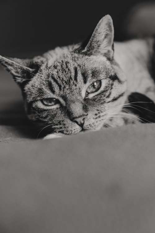 Tabby Cat In Black And White Photo