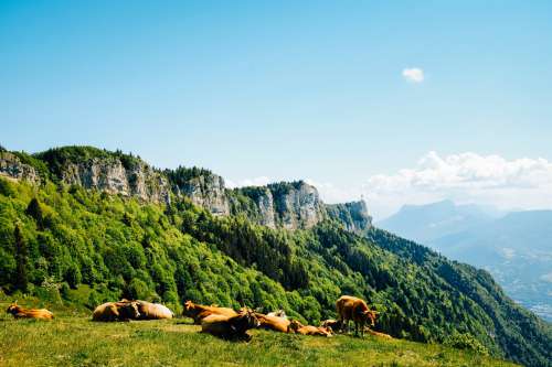 Herd Of Lazy Cows On Green Mountains Photo