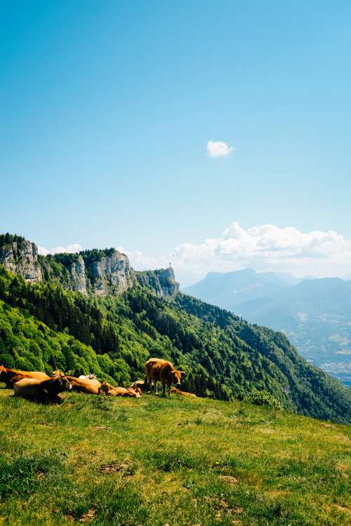 Mountain Cows Basking Photo