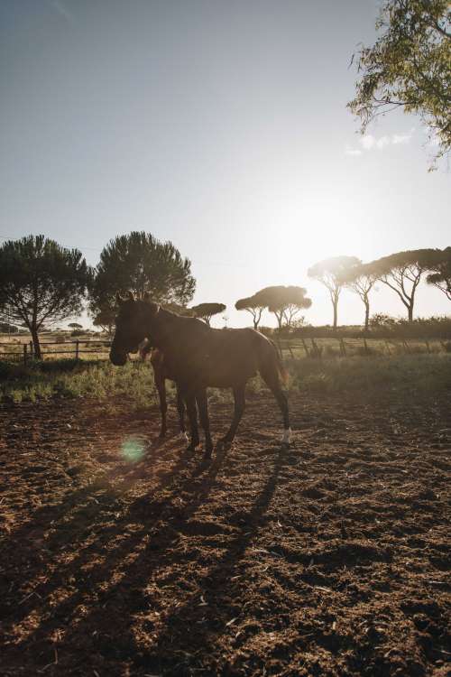 Horses All Saddled Up Photo