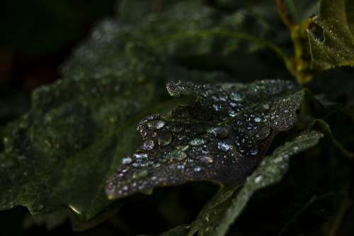 Morning Dew On Dark Leaves Photo