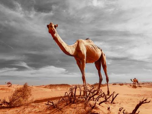 Camels Journey Across Unforgiving Landscape Photo