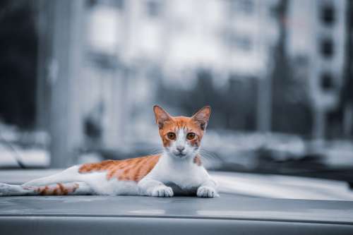 Casual Ginger And White Cat Posing Photo