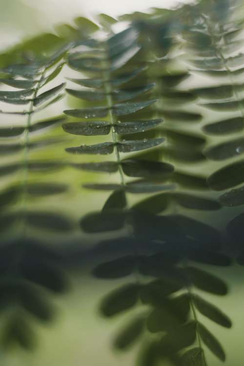 Dew Drops On Bright Fern Leaf Photo