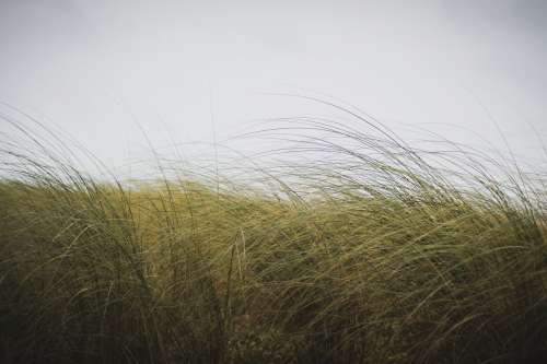 Long Grassy Plains In Gentle Breeze Photo