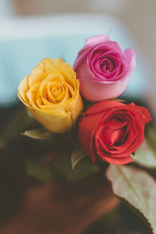 Three Colorful Roses Wrapped Together Photo