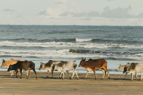 Cows Strolling Along The Beach Photo