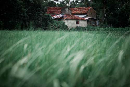 Abandoned Farm House Through Grass Photo