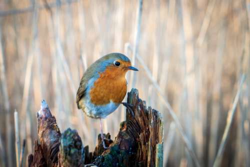 Bird Perched