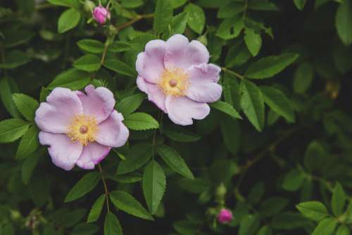 Pink Flowers Close up Free Photo