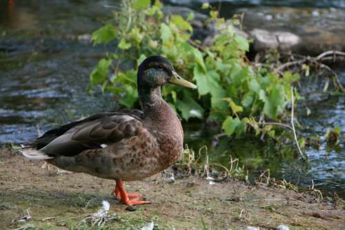 Mallard Duck Free Photo