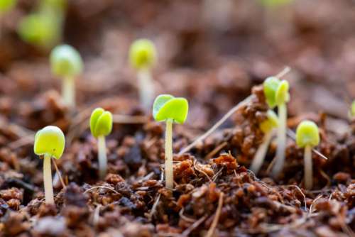 Seedlings Growing Free Photo
