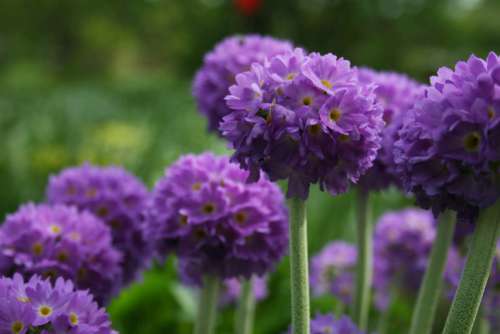 Purple Flowers Free Photo