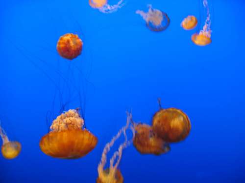 Jellyfish Water Background Free Photo