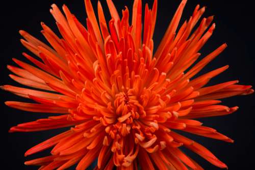 Orange Flower Macro Free Photo
