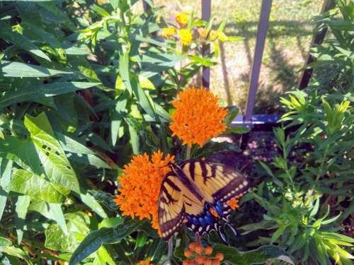 Monarch Butterfly