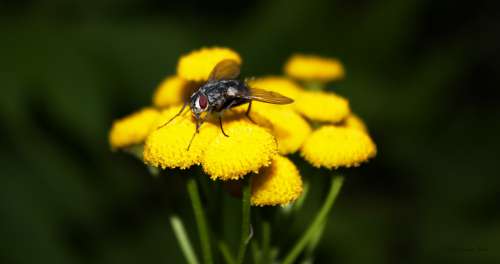 Fly Macro 1