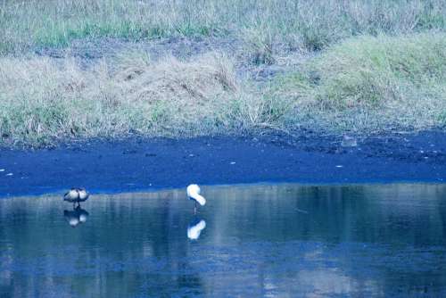 African Spoonbill On One Leg