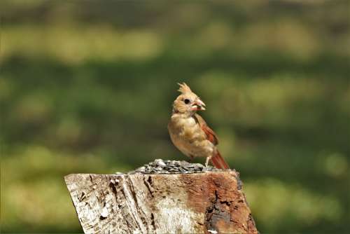 Female Cardinal Bird Eating Seeds