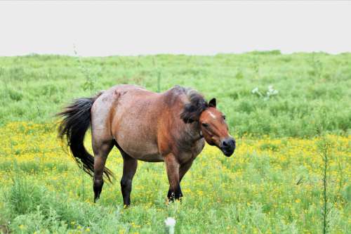 Brown Horse Shaking Its Head