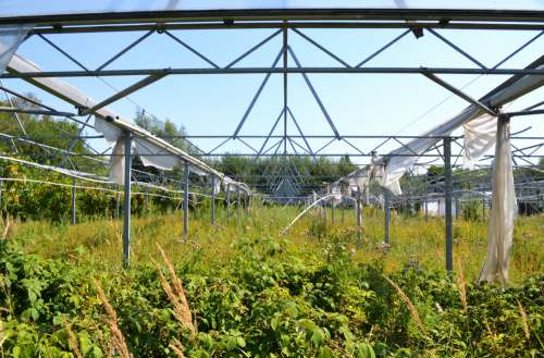 Abandoned Greenhouse