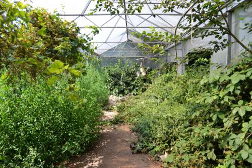 Abandoned Greenhouse