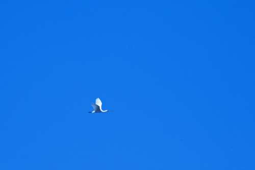 African Spoonbill In Blue Sky
