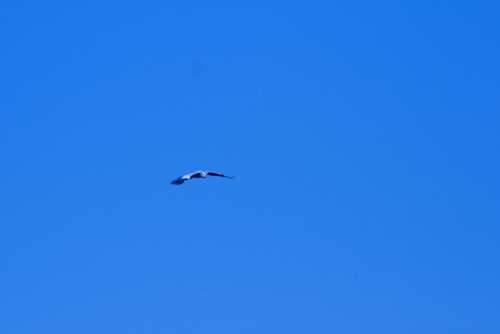 Grey Heron On The Wing In Blue Sky
